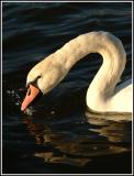 Swan