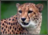 Cheetah