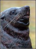 SeaLion
