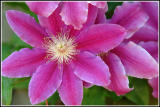 Clematis Dr Ruppel.