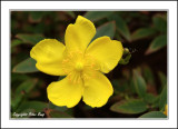CambridgeFlower1.