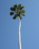 Single Palm