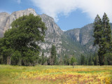 Prairie in Yosemite