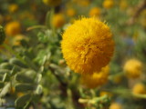 Fluffy Yellow Roadside Flower