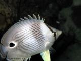 Borboleta ( Foureye Butterflyfish )