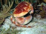 Bathwing Coral Crab