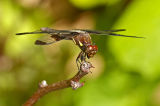 Dragonfly in Dappled Woods