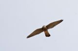 Kestrel ( Falco tinnunculus)