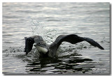 The Lake and its Birds