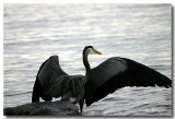 The Lake and its Birds