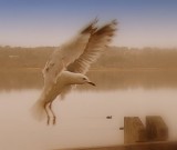 Popular shots 2.JPG