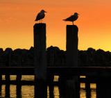 Gulls at Whitfords boat harbour.jpg