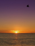Lonely gull Hillarys beach.jpg