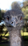 another Emu.jpg