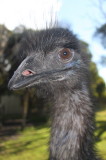 Emu.jpg