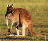 Mum and Joey.jpg