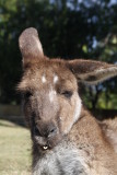 Roo portrait.jpg