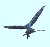 Sea eagle.jpg