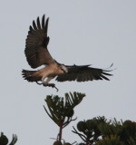 Sea eagle and nest.jpg