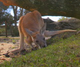 shy roo.jpg