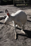 White roo.jpg