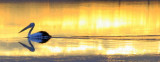 pelican sunset.jpg
