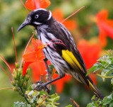 bird 1.jpg