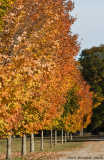 Autumn in Maine II