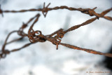 Barbed_Wire_2008jan09_150 copy.jpg