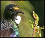 Tui (Prosthemadera novaeseelandiae novaeseelandiae) feeding on Kowhai, IMG_8150