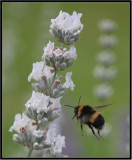 Bumble bee landing on Lavender at Ursulas