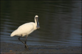 BF Spoonbill047.jpg