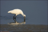 BF Spoonbill058.jpg