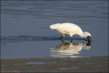 BF Spoonbill062.jpg