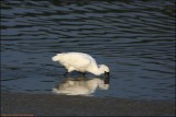 BF Spoonbill063.jpg