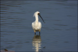 BF Spoonbill081.jpg