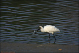 BF Spoonbill005195.jpg