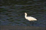 BF Spoonbill010195.jpg