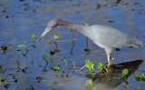 little blue heron.jpg