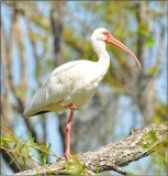 White Ibis at BBSP Large.jpg