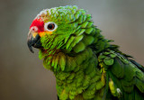 Red Lored Amazon