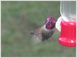 Allens Hummingbird - Male