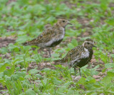 European Golden-Plover