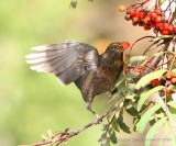 Common Blackbird