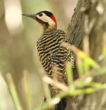 Green-barred Woodpecker