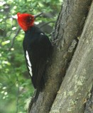 Magellanic Woodpecker, male