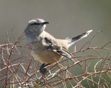 Patagonian Mockingbird