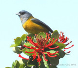 Patagonian Sierra-Finch