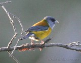 Patagonian Sierra-Finch