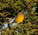 Patagonian Sierra-Finch